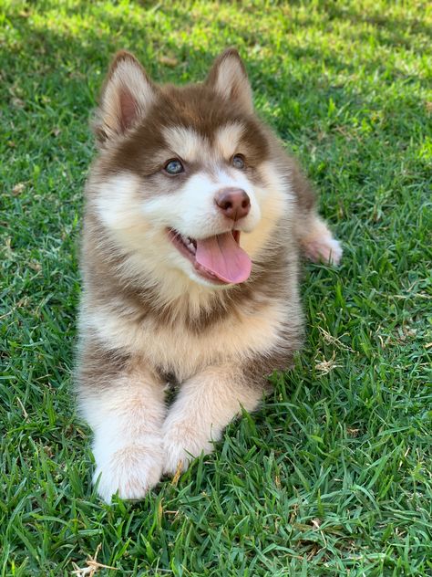 Outdoor Dog House Diy, Insulated Dog House Diy, Diy Large Dog House, Aesthetic Samoyed, Diy Outdoor Dog House, Dog House Plans Diy, Puppy Cute Aesthetic, Build Dog House, Simple Dog House