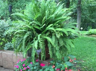 Kimberly Queen Fern, Fern Planters, Hanging Ferns, Ferns Care, Natural Air Purifier, White Pot, Fern Plant, Air Purifying Plants, Decorative Planters