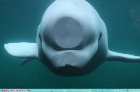 Cheezburger.com - Crafted from the finest Internets. Beluga Whale, Water, Glass, White