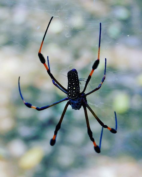 The Golden orb-weaver spider (Nephila clavipes) is the only species of golden orb-web spider indigenous to continental North & South America. They're harmless and only bite when assaulted. Their bite is milder than a bee sting. The name of the golden silk orb-weavers refers to the color of the spider silk, not the color of the spider itself. Orb Weavers are known to occasionally eat prey as big as small birds. IG 📸 @jennysd0m Cool Spider Species, Cool Looking Spiders, Spiders Species, Rare Spiders, Golden Silk Orb Weaver, Golden Orb Weaver Spider, Cool Spiders, Pretty Spiders, Unique Spiders