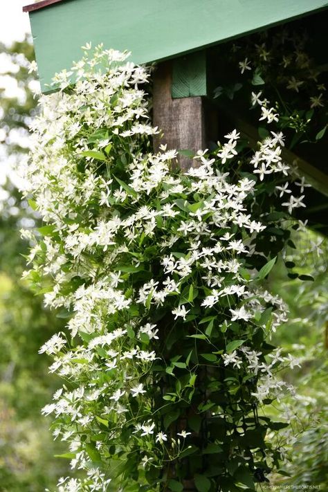 Over Achiever, American Wisteria, Net Flowers, Metal Garden Fencing, Sweet Autumn Clematis, Shed With Porch, Pallet Projects Garden, Autumn Clematis, Porch Columns