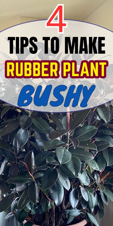 "Transform your Rubber Plant into a lush, bushy beauty with these 4 essential tips! Discover effective Rubber Plant care techniques and plant hacks to enhance your Rubber Tree's growth. Learn how to make a Rubber Plant bushy and thrive indoors with our expert growing tips. Perfect for house plants enthusiasts looking to elevate their indoor gardening game!" Bushy Indoor Plants, Bushy House Plants, Rubber Plant Indoor, Rubber Plant Care, Rubber Tree Plant, Plant Care Guide, Tree Growth, Plant Indoor, Plant Hacks