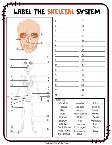 Free Skeletal System Printable Skeletal System Worksheet Free Printable, Skeletal System Activities High School, Skeleton System Project, Skeletal System Printable, Human Skeleton For Kids, Skeletal System Project, Skeletal System Activities, Mothers Day Activity, Skeletal System Anatomy