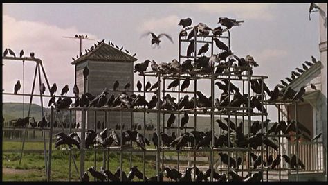 spooky... Birds Hitchcock, The Birds Hitchcock, The Birds Movie, Alfred Hitchcock The Birds, Rod Taylor, Tippi Hedren, Hitchcock Film, Patrick Kelly, Bodega Bay