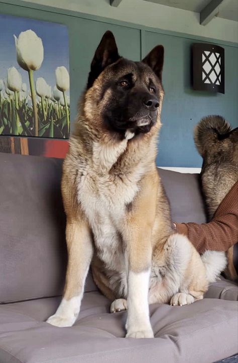 American Akita Aesthetic, Love Best Friend, Akita Puppies, Every Dog Breed, American Akita, Akita Inu, Akita Dog, The Czech Republic, Service Dog