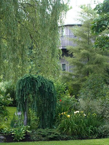 weeping   larch Weeping Larch, Inexpensive Raised Garden Beds, Weeping Norway Spruce, Cottage Gardening, Planting Combinations, Cheap Airline Tickets, Weeping Trees, Garden Bed Layout, Pond House