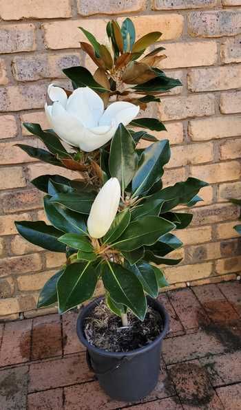 How To Plant A Magnolia Tree, Planting Magnolia Tree, Evergreen Magnolia Tree, Magnolia Tree Care Tips, How To Propagate Magnolia Tree, Propagate Magnolia Tree, Magnolia Tree In Pot, Little Gem Magnolia Tree Landscaping, Magnolia In Pot