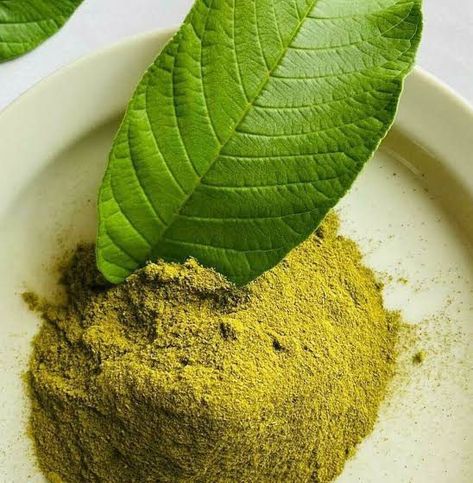 GUAVA LEAVES POWDER (100g) - Farm 2 Home Guava Leaf Tea, Guava Tree, Guava Leaves, Tea History, Superfood Powder, Tea Benefits, Fresh Green, Herbal Tea, Hair Skin