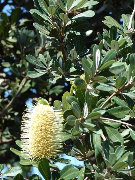 Native Plants Landscaping, Coastal Garden Ideas, Native Garden Design, Native Australian Garden, Coastal Environment, Australian Garden Design, Garden Homes, Coastal Landscaping, Australian Trees