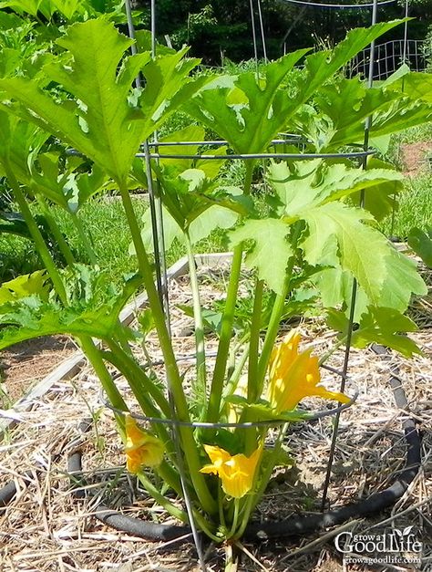 Grow summer squash vertically by trellising or in tomato cages to save space, encourage air circulation, and so you can easily see the squash reducing the chance of overgrowth. #zucchini #gardenhacks #vegetablegardening Growing Zucchini In Tomato Cages, How To Grow Squash Vertically, Growing Squash Vertically, Squash Trellis, Tomato Growing, Vertical Vegetable Gardens, Grow Tomatoes, Vertical Vegetable Garden, Vertical Herb Garden