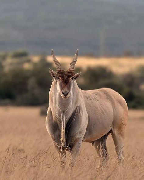 Giant Eland Antelope, Hooved Animals, South African Animals, Antelope Animal, Hunting Animals, Loaf Cat, Buffalo Animal, African Antelope, Deer Photos