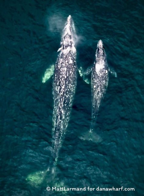 Gray whale migration is centerpiece to Dana Point’s 48th annual Festival of Whales Whale Migration, Baleen Whales, Marine Pollution, Ocean Pollution, Gray Whale, Dana Point, Pacific Coast Highway, Dji Phantom, Marine Mammals