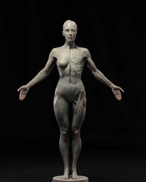 ArtStation - Female Anatomy Ecorche Human Anatomy Female, Zbrush Anatomy, Female Anatomy Reference, Anatomy Sculpture, Godzilla Wallpaper, Digital Sculpture, Female Torso, Human Anatomy Drawing, Body Anatomy