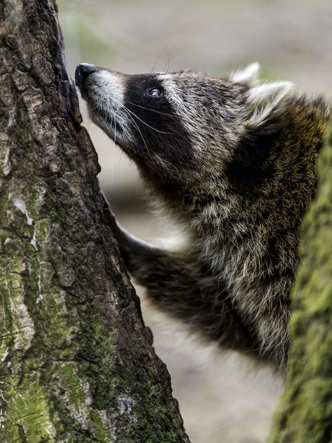 Raccoon Side View, Raccoon Side Profile, Profile Portrait, Animal References, Stay Inspired, Racoon, Black Bear, Side View, Jaguar