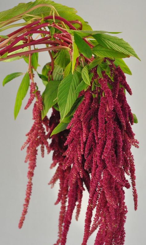 Amaranthus with stems like rhubarb, has soft, cascading long testicles. The perfect choice for hanging arrangements or a feature draping element in a bouqquet or arrangement. Available in green and red, amaranthus adds great texture to any floral design. Red Amaranthus, Pictures Of Red, Essay Generator, Hanging Amaranthus, Ornamental Kale, Flower Gallery, Flower Guide, Middle Tennessee, Tennessee Wedding