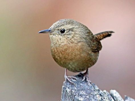 Similar Species to House Wren, All About Birds, Cornell Lab of Ornithology Beautiful Singing, House Wren, Jenny Wren, Bird Sitting, Brown Bird, British Wildlife, Backyard Birds, Pretty Birds, Bird Photo