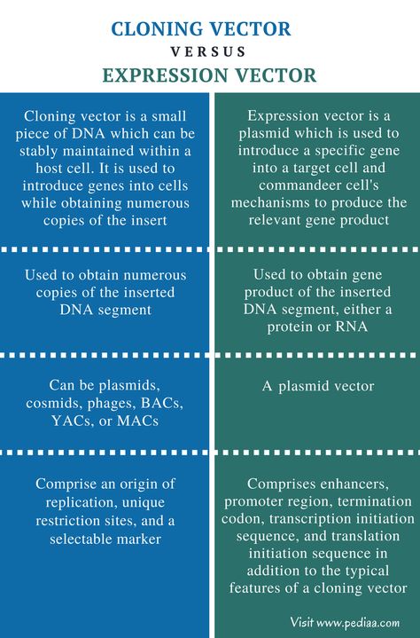 Difference Between Cloning Vector and Expression Vector - Comparison Summary Physical Vs Chemical Properties, Chemical And Physical Changes, Chemistry Basics, Dna Technology, English Grammar Rules, Chemistry Education, Physical And Chemical Properties, Chemical Bond, Physical Chemistry