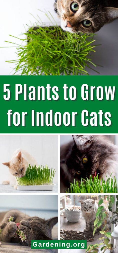 What Plants Repel Cats, Cat Plants Indoor, Diy Cat Water Fountain With Plants, Diy Cat Garden Indoor, Plants Cats Can Eat, Keeping Cats Out Of Plants, Cat Enrichment Indoor, Protect Plants From Cats, How To Keep Cats Out Of Plants