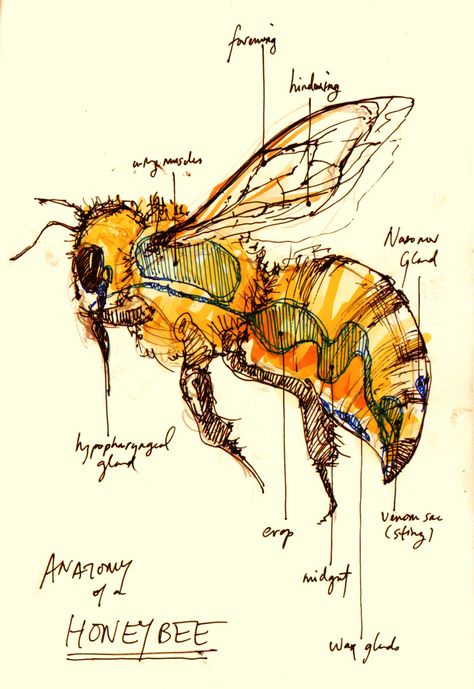 Anatomy of A Honey Bee Scientific Drawing, Bee Keeper, Bee Art, Arte Sketchbook, Scientific Illustration, Arte Animal, Nature Journal, Save The Bees, Bee Keeping