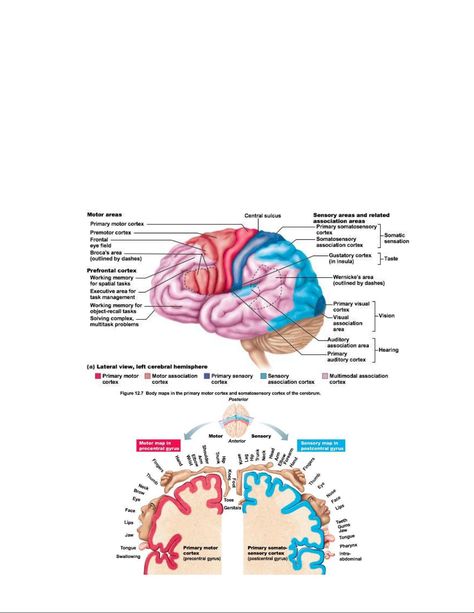 Central Nervous System: Brain Functions and Structure - Studocu Central Nervous System Anatomy, Spinal Chord, Wernicke's Area, Outline Notes, Nervous System Anatomy, Binghamton University, Brain Structure, Working Memory, Human Anatomy And Physiology