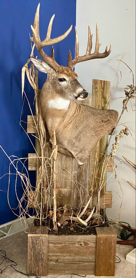 160” Iowa Whitetail wall pedestal Deer Pedastal Ideas, Whitetail Pedestal Mount, Whitetail Deer Pedestal Mounts, Deer Mount Pedestal, Deer Taxidermy Mounts, Pedestal Deer Mount Ideas, Cool Deer Mounts, Pedestal Deer Mount, Deer Pedestal Mounts