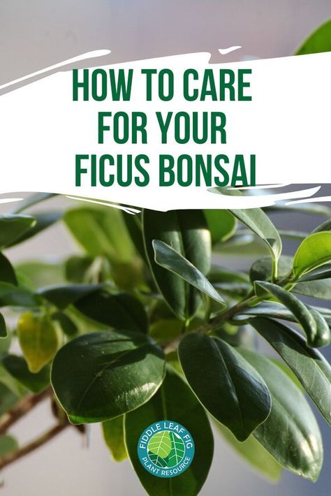 Ficus Bonsai Tree Care, Ficus Tree Indoor, Ficus Ginseng Bonsai, Ficus Bonsai Tree, Dreamy Gardens, Fiddle Leaf Fig Plant, Garden Bonsai Tree, Ficus Bonsai, Bonsai Ficus