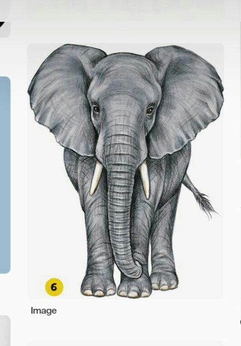 Realistic Elephant Painting, Elephant Drawing Realistic, Elephant Sketches, Elephant Art Drawing, Brother And Sister Tattoo Ideas, Elephant Painting Canvas, Sister Tattoo Ideas, Elephant Sketch, African Forest Elephant