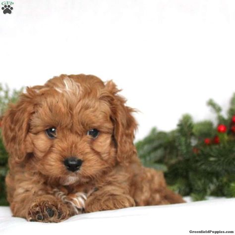 Puppies For Sale Near Me Free, Small Puppy Breeds, Low Shedding Dogs, Bear Dog Breed, Forever Puppy, All Dog Breeds, Teddy Bear Puppies, Best Guard Dogs, Greenfield Puppies