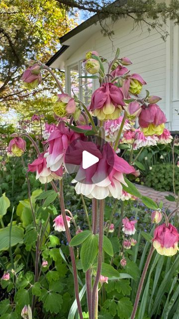 Pink Petticoat Columbine Flower, Pink Columbine Flower, Flowers For Summer, Border Flowers, Ideas For Yard, Garden Answer, Columbine Flower, Flower Farming, Garden Border