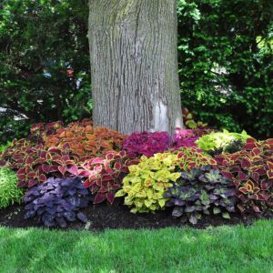 Landscaping Around Trees, Cheap Landscaping Ideas, Backyard Flowers, Flower Garden Design, Landscape Designs, Garden Show, Beautiful Flowers Garden, Landscaping Tips, Front Yard Landscaping Design