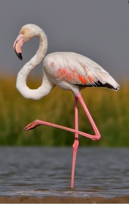 Beautiful Flamingos: The Pink Birds with an Interesting History Flamingos are famous for their bright pink feathers, stilt-like legs, and S-shaped neck. Flamingos are omnivorous birds that eat brine shrimp, algae, and snails. When a flamingo spots potential dinner, its favorite foods include shrimp, snails, and plantlike water organisms called algae—it plunges its head into the water to catch the fish using its upper beak like a shovel. Greater Flamingo Photography, Flamenco Animal, Shore Bird Art, Greater Flamingo, Flamingo Pictures, Flamingo Photo, Bird Painting Acrylic, Book Art Projects, Pink Birds