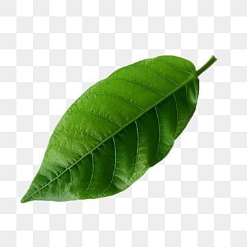 Coffee Leaves, Pictures Of Leaves, Coffee Leaf, Leaf Png, Leaves Png, Logo Design Love, Real Leaf, Leaf Illustration, Leaf Images