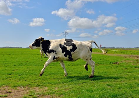 Rescued Cow Runs With Glee After Realizing She’s Free for the First Time Overcome The World, You Smile, Glee, News Today, Make You Smile, Good News, First Time, Cow, The First