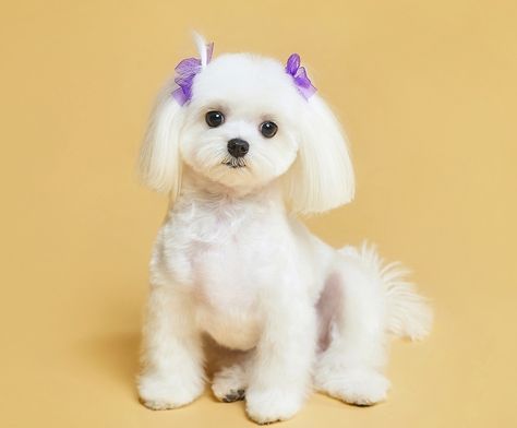 Maltese Pigtails, Maltese Haircut Styles, Maltese Haircut Teddy Bear, Maltese Haircut Hairstyles, Cane Maltese, Morkie Haircuts, Maltese Dogs Grooming, Maltese Puppy Cut, Maltese Haircuts