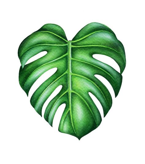 Green leaf of monstera deliciosa. royalty free illustration Monstera Deliciosa Painting, Monstera Deliciosa, Watercolor Trees, Monstera Leaf, Free Illustrations, Tropical Plants, Green Leaves, Botanical Art, Watercolor Illustration