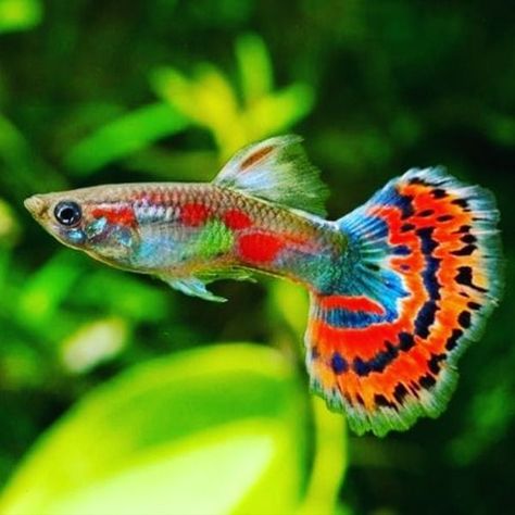 The Dragon Mosaic Guppy is an inexpensive variety that has a great deal of color, even in females! The Dragon Mosaic Guppy (Poecilia reticulata) is a very colorful guppy variety that is now well established in the aquarium world. Various shades of red, orange, blue, violet, and yellow are present in this variety, even in females! Guppies typically occupy the top level of the water column, although they can often be seen swimming and feeding in the middle and bottom levels as well. #mosaicguppy Dragon Mosaic, Weedy Sea Dragon, Tropical Fish Aquarium, Tropical Freshwater Fish, Guppy Fish, Aquascape Aquarium, Cool Fish, Koi Fish Pond, Fish Aquarium