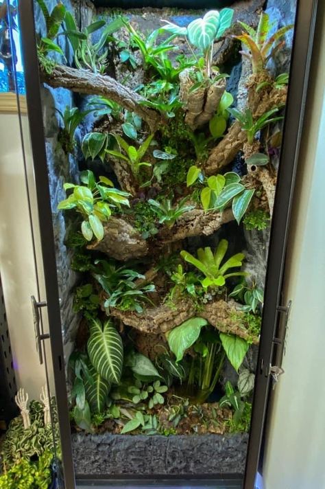 Diy Tree Frog Terrarium, Bioactive Terrarium Crested Gecko, Bioactive Reptile Terrarium, Terrarium For Frogs, Bioactive Enclosure Ideas, Tropical Terrarium Ideas, Amazon Tree Boa Enclosure, Diy Bioactive Terrarium, Tree Frog Paludarium