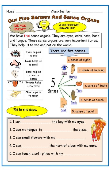 Science Lesson For Grade 1, Five Senses Grade 1, Materials Science Worksheet For Grade 1, 5 Senses Grade 1, See Worksheet, 5 Senses Worksheet For Grade 1, Science Grade 1, Five Senses, 5 Senses Worksheet