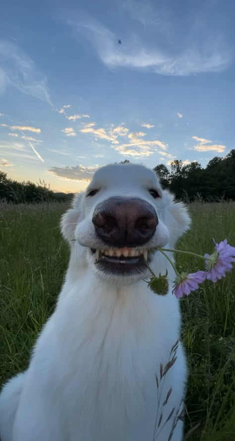 Funny Looking Animals, Animal Selfies, Pokémon Drawing, Iphone Wallpaper Photography, Flower Dog, Wallpapers Cartoon, Wallpaper Photography, Really Cute Dogs, Cool Wallpapers Cartoon