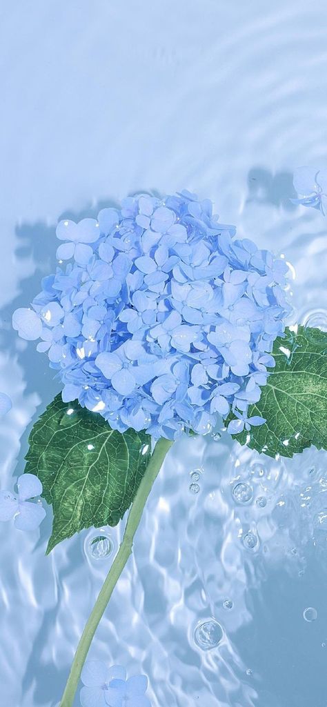 Hydrangea Wallpaper, Blue Hydrangea Flowers, Blue Aesthetic Pastel, Blue Tulips, Cute Simple Wallpapers, Locked Wallpaper, Luxury Flowers, Hydrangea Flower, Simple Wallpapers