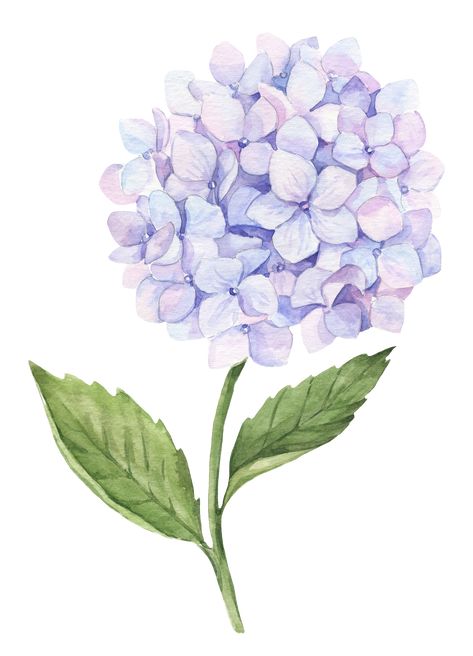 Hydrangea Tattoo, Ma Logo, Hydrangea Design, Hydrangea Watercolor, Hydrangeas Art, Watercolor Hydrangea, Flower Art Drawing, Hydrangea Purple, Flower Doodles