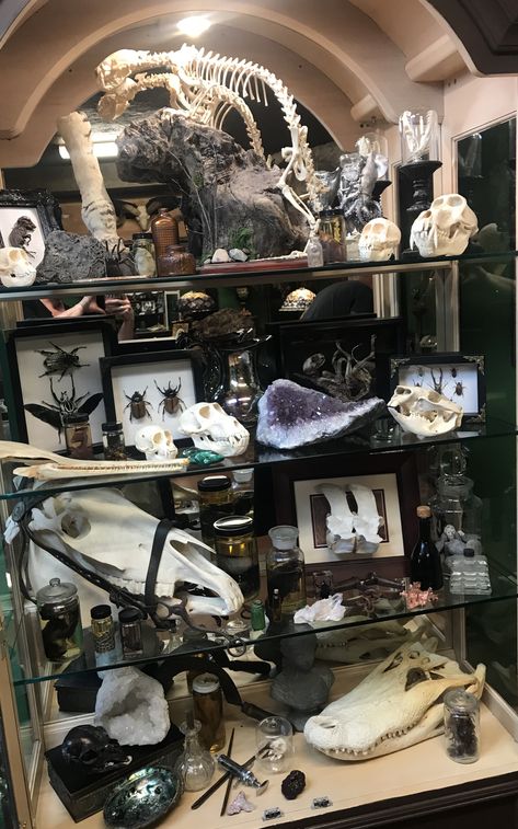 Oddities Collection Display, Oddities Display Ideas, Oddities Bathroom, Vulture Culture Decor, Gothic Apothecary Aesthetic, Skull Collection Display, Cabnit Of Curiosities, Vulture Culture Aesthetic Bedroom, Bone Collection Display