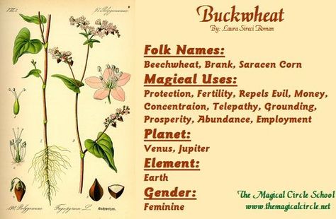 Magical Properties Of - Buckwheat Oregano Correspondences, Herbs Spells, Magickal Herbs, Witch Herbs, Green Witchcraft, Plant Magic, Witch Garden, Magic Herbs, Magical Herbs