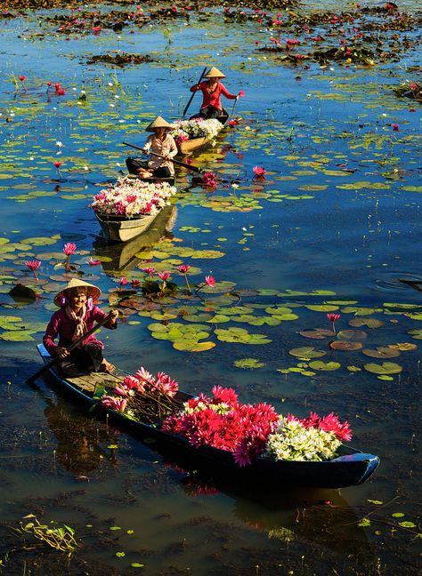 Beautiful Vietnam, Vietnam Voyage, Vietnam Art, Mekong Delta, Vietnam Travel, People Of The World, Water Lily, Mongolia, Asia Travel