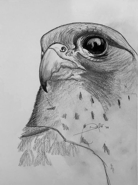 Peregrine falcon by AntonioCremades on DeviantArt Peregrine Falcon Drawing, Peregrine Falcon Art, Falcon Sketch, Bird Sketching, Falcon Drawing, Sketch Bird, Falcon Art, Eagle Drawing, Abc Art