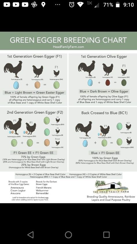 Chicken Breeding Pens Ideas, Chicken Breeding Pens, Poultry Breeding Pens, Chicken Genetics, Egg Chart, Chicken Egg Colors, Chicken Breeding, Poultry Farm Design, Chicken Facts