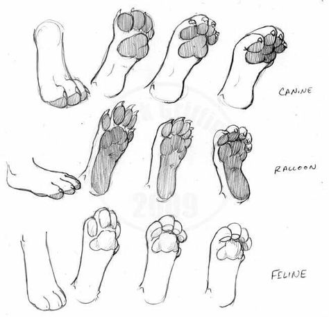 Animal feets Paw Drawing, Cat Drawing Tutorial, 강아지 그림, Drawing Faces, Cat Eyes, Animal Sketches, Anatomy Art, Drawing Tutorials, Realistic Drawings