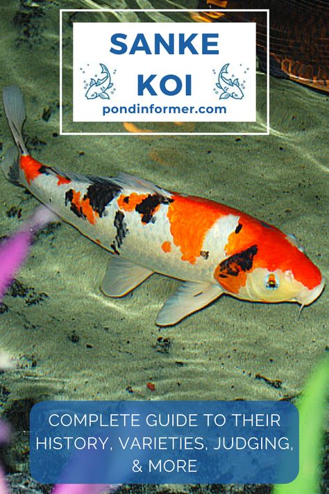 Learn all about the history, breeding, water quality requirements, different varieties & patterns, and competition judging of Sanke koi, one of the Big Three koi varieties! Koi Varieties, Koi Tattoos, Cool Sea Creatures, Japanese Living, Japan Lifestyle, The Big Three, Pond Fish, Koi Tattoo, Koi Carp