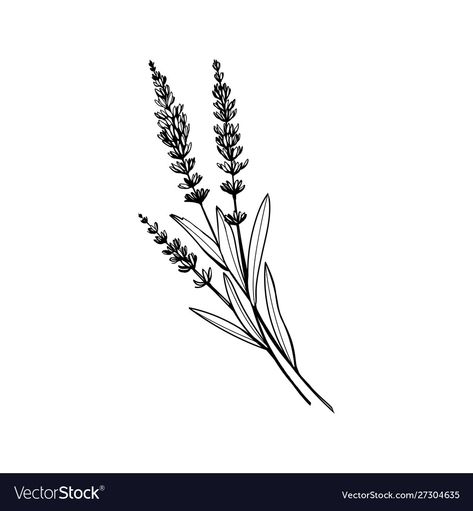 Flower Tattoo Outline, Violet Tattoo, Plant Sketches, Lavender Tattoo, Black And White Vector, Flower Line Drawings, Plant Tattoo, Lavender Flower, Flower Sketches