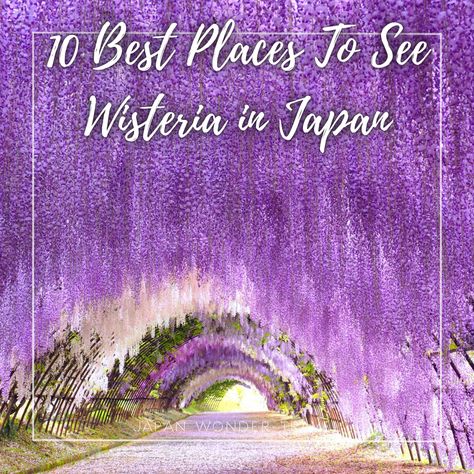 Have you ever seen Japanese wisteria? Take a peek at this purple paradise spreading out in a location easily accessible from the center of Tokyo! Kawachi Fuji Gardens, Wisteria Japan, Kyoto Day Trip, Wisteria Tunnel, Wisteria Trellis, Japanese Wisteria, Kyoto Food, Wisteria Garden, Wisteria Plant